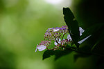 小花