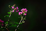 小花