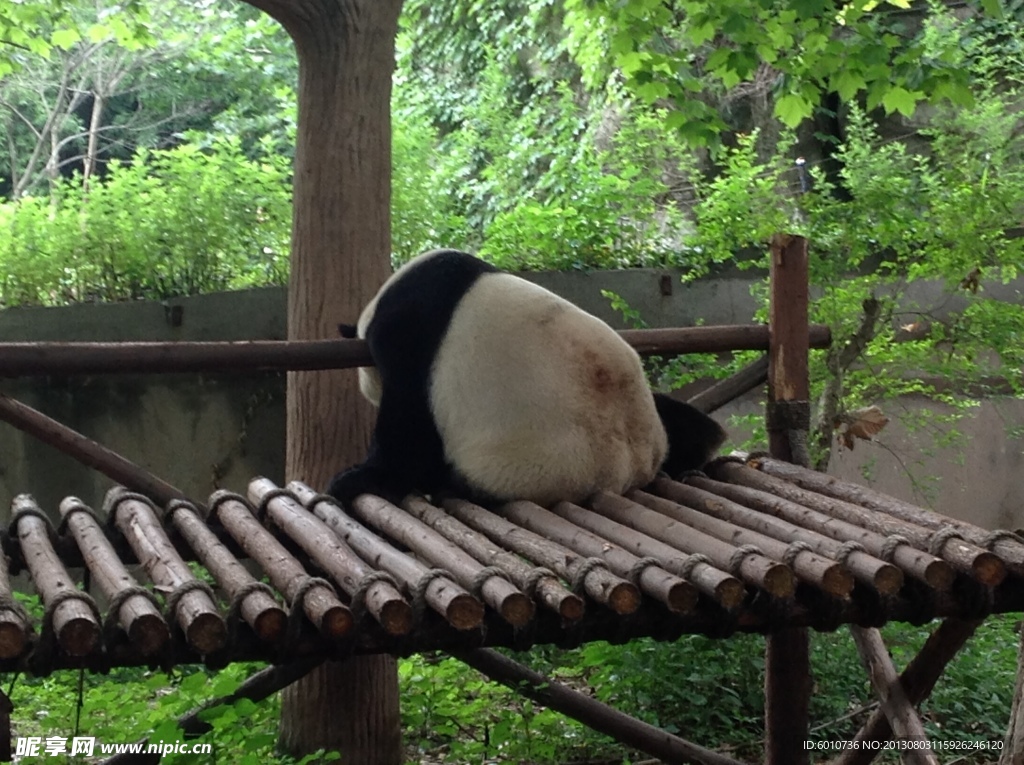熊猫圆滚滚