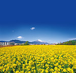 油菜花