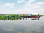 台儿庄红荷湿地