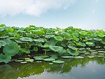 台儿庄红荷湿地