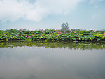 台儿庄红荷湿地