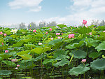 台儿庄红荷湿地