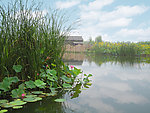 台儿庄运河红荷湿地