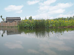 台儿庄红荷湿地