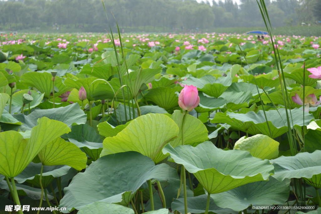 荷花