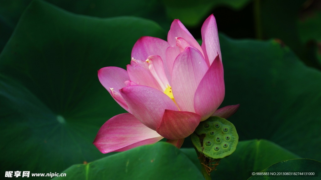 荷花