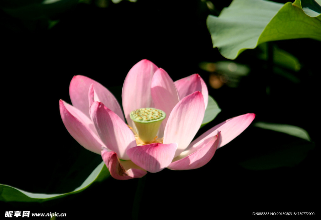 荷花