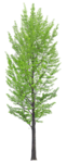 树木 植物