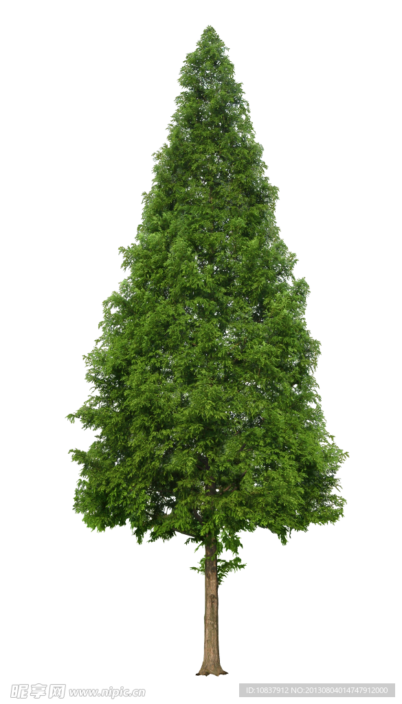 树木 植物