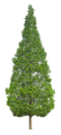 树木 植物