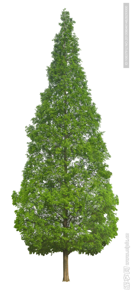 树木 植物