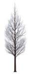 树木 植物