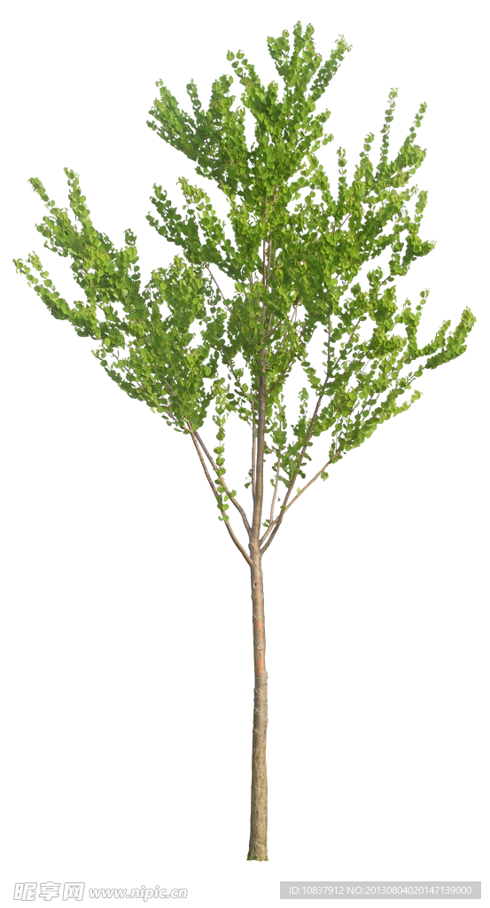 树木 植物