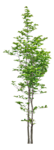 树木 植物