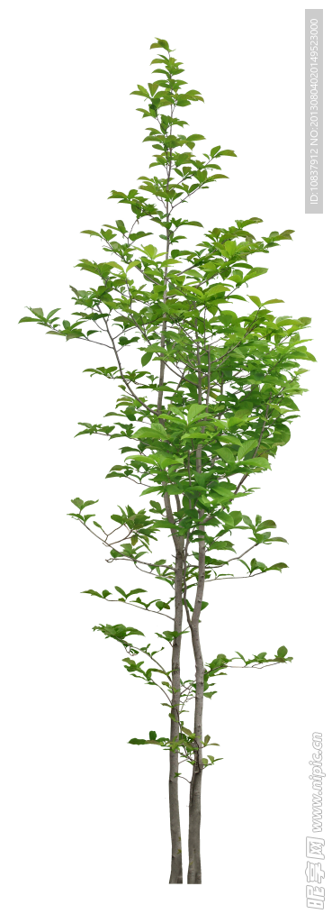 树木 植物