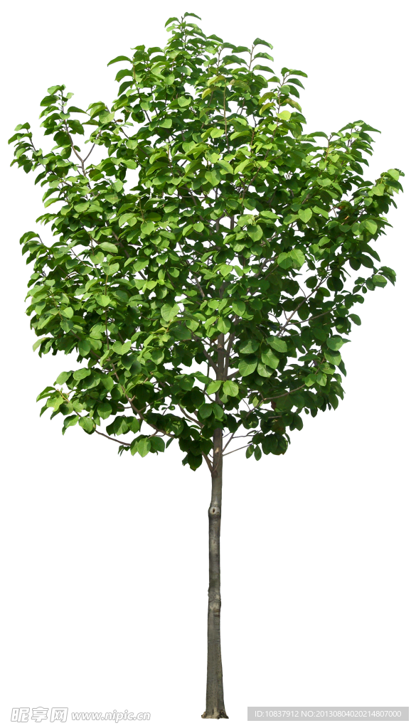树木 植物