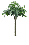 植物 灌木