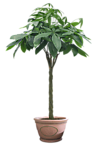 植物 灌木