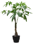 植物 灌木