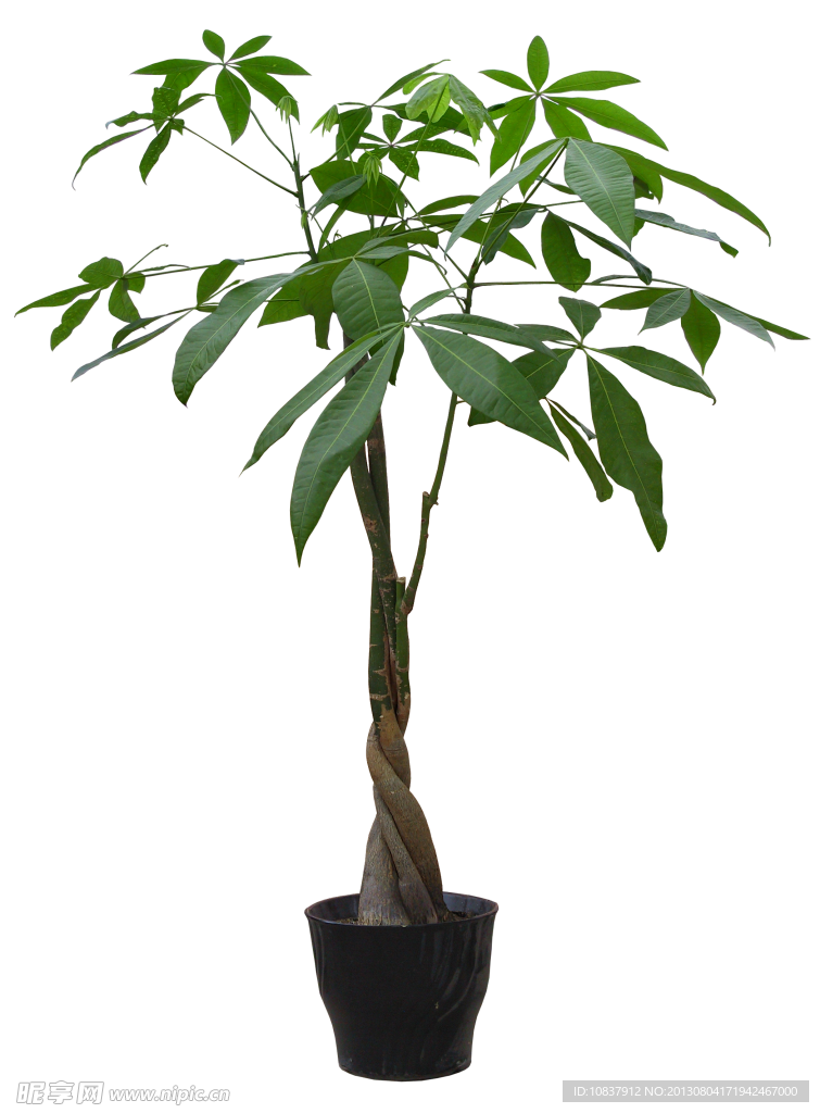 植物 灌木
