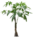 植物 灌木