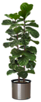 植物 灌木