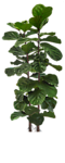 植物 灌木