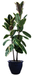 植物 灌木