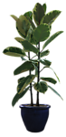 植物 灌木