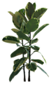 植物 灌木