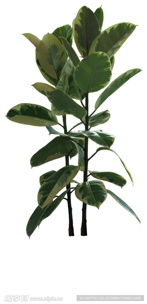 植物 灌木