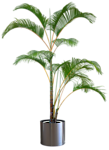 植物 灌木