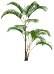 植物 灌木