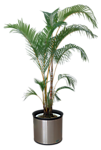 植物 灌木