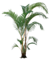 植物 灌木