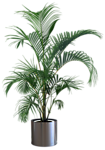 植物 灌木