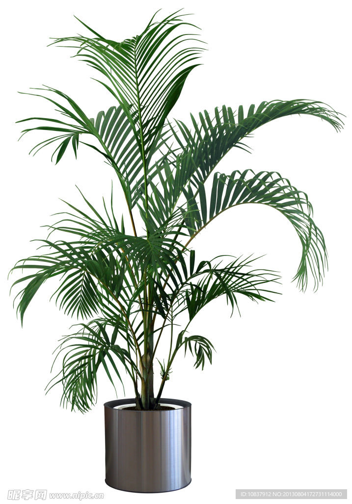 植物 灌木