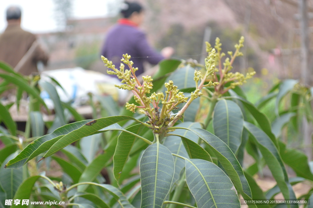 芒果