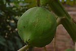 木瓜
