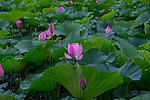 莲花湖中莲花开