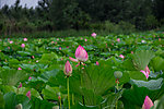 莲花湖中的莲花