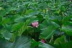 莲花湖中的莲花
