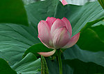 莲花湖中的莲花