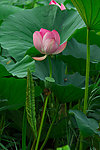 莲花湖中的莲花