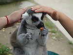 上海野生动物园狐猴