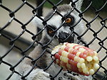 上海动物园狐猴觅食