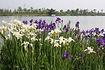 花丛