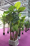 落地植物花盘